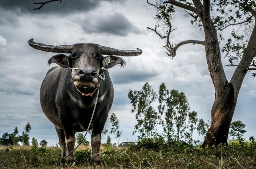 Buffalo in rural Thailand