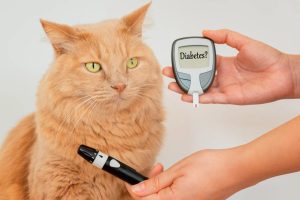 Cat Diabetes.