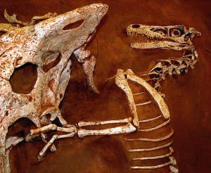 Velociraptor and Protoceratops