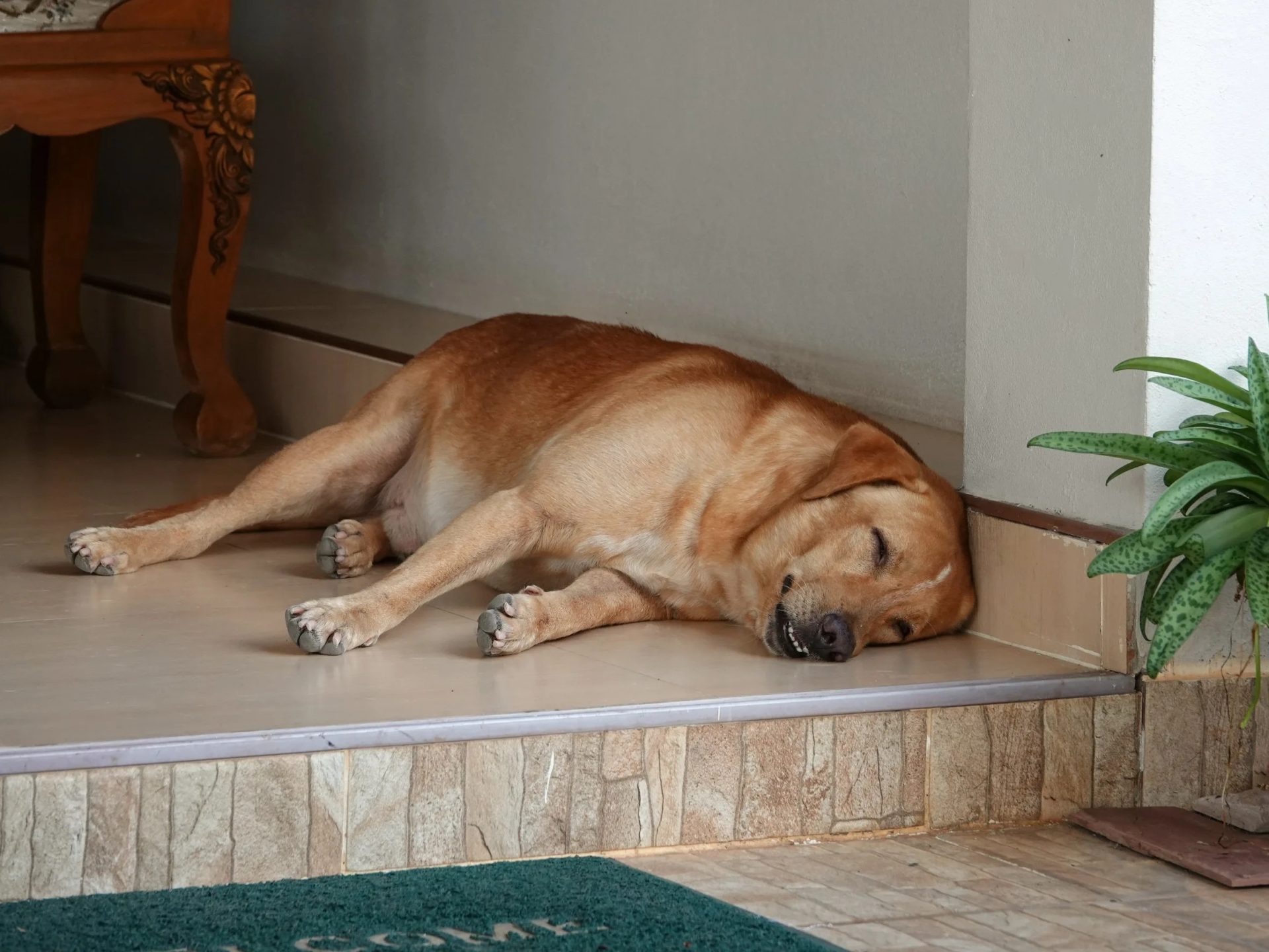 Dog sleeping.