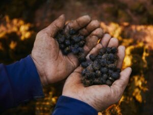 Black Ivory Coffee beans, in the process of making the coffee