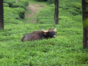 Gaur at Valparai