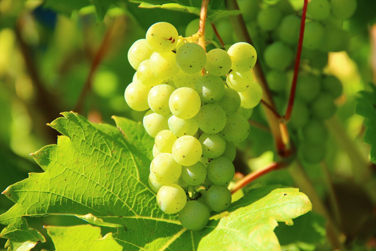 Green Grapes.