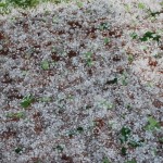 The result of a hailstorm
