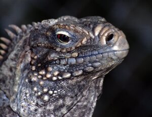 Rhinoceros Iguana (Cyclura cornuta) in Thailand.