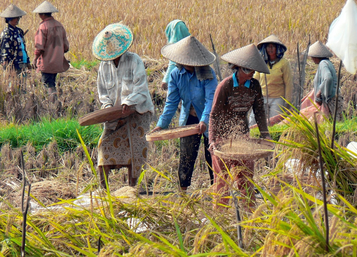 Farmers harvesting rice in Bali, Indonesia