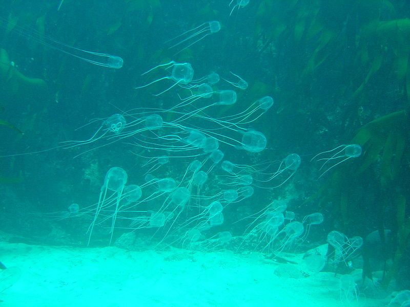 Box jellyfish over sand