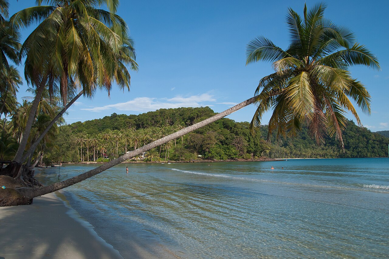 Palm trees in Koh Kood Island, Thailand.