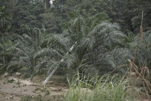 Landslide in Nakhon Si Thammarat.