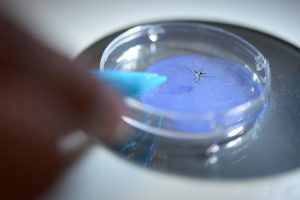 A tiger mosquito is inspected under a microscope at Yokota Air Base laboratory, Japan