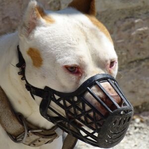 A muzzled dog.