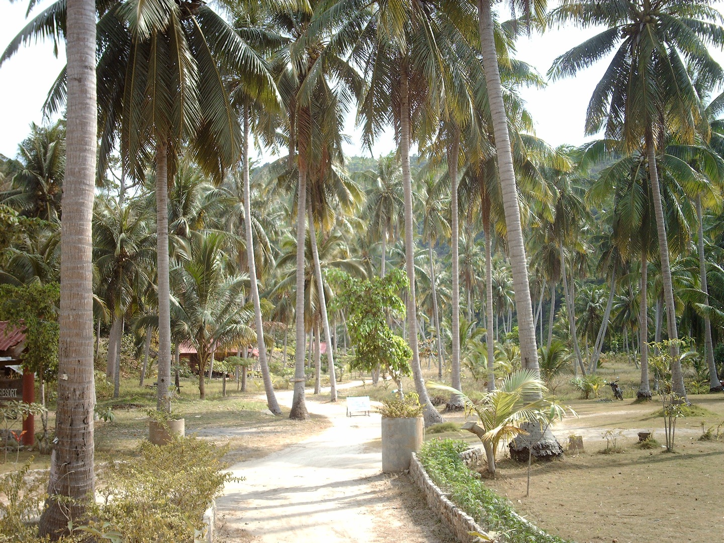 Path surrounded by palm trees on the island of Koh Phangan.