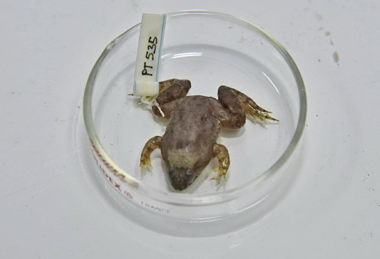 Phrynoglossus myanhessei