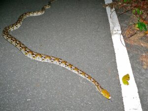 Elderly Woman Rescued from Deadly Python in Samut Prakan