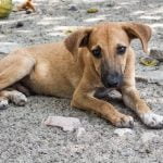 stray dog in Thailand