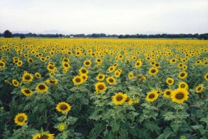 Sunflower fields in Lopburi