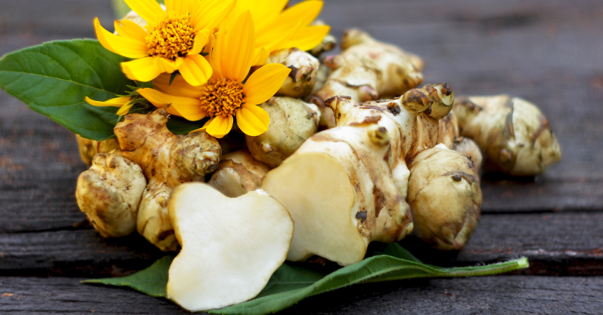 Jerusalem artichoke, an inulin-rich herb that gut microbiota love