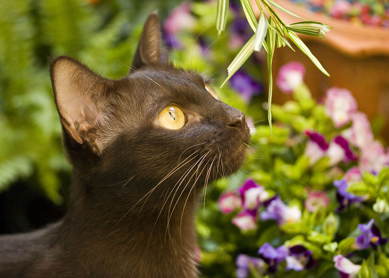 Suphalak cat in Thailand.