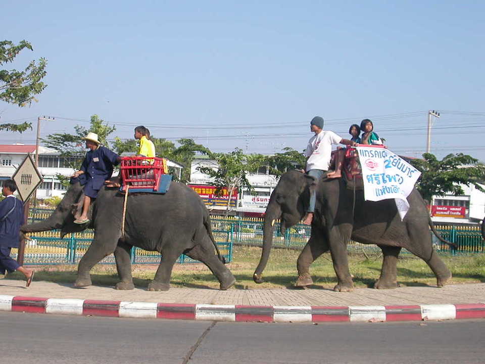 Elephants in Surin, Thailand