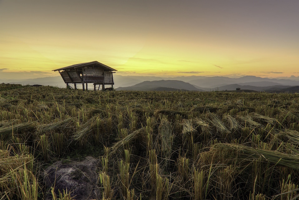 Rice field in Thailand