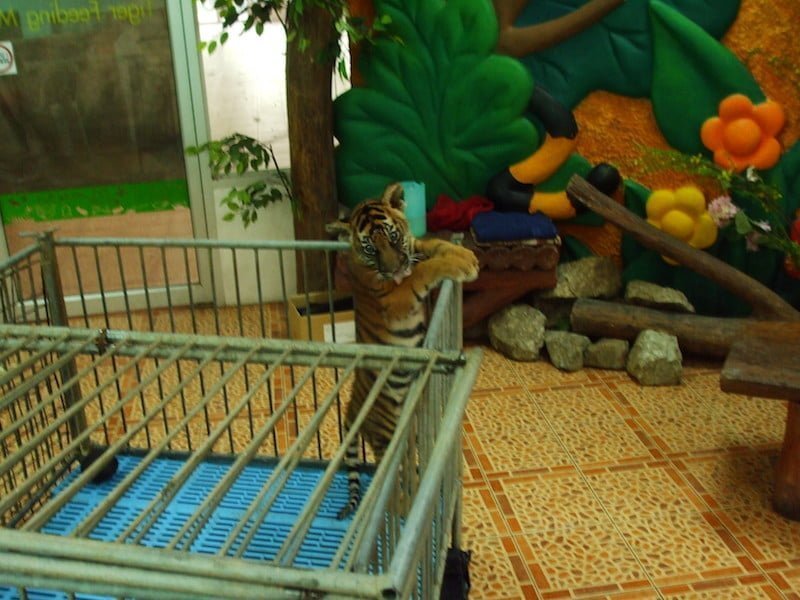 Tiger Cub at Sriracha Zoo.