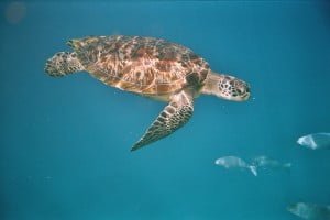 Chelonia mydas turtle in the Similan Islands