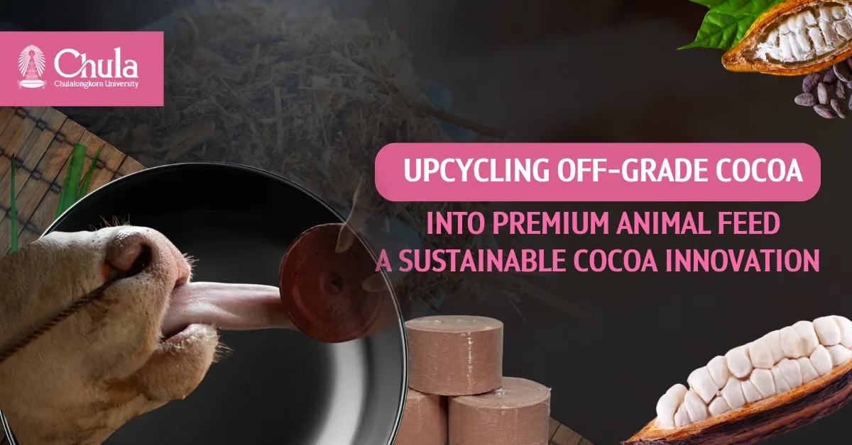 Happy Cows, Higher Income for Farmers with “Cocoa-Based Mineral Supplement” Chula Researchers Transform Low-Grade Cocoa into Premium Animal Feed.