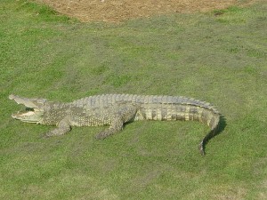 Siamese crocodile at Bangkok aquarium