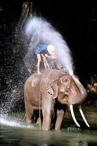 Elephant and mahut showering in Thailand.