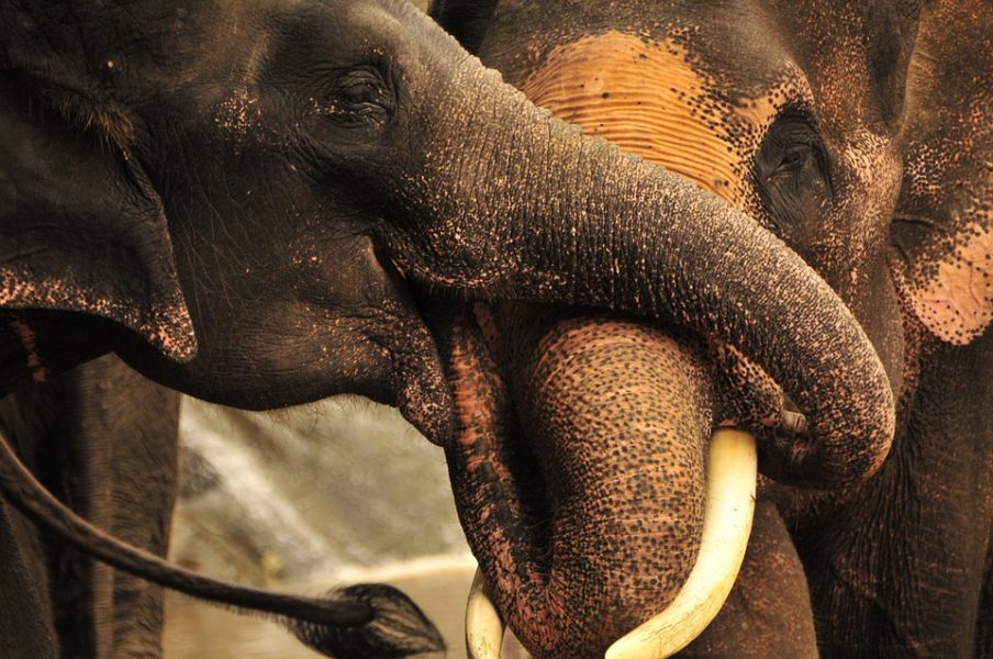 Two elephants drown in a sanctuary during Chiang Mai floods