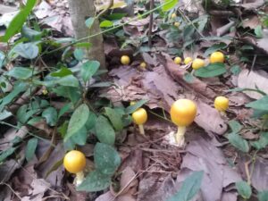 Mushrooms growing around a tree