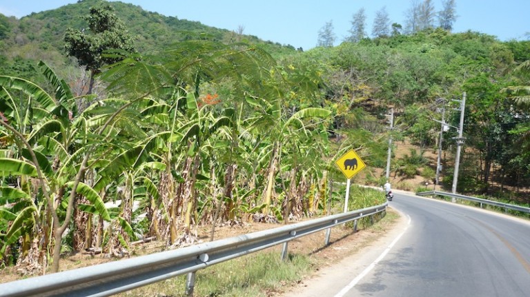 Elephant warning sign sign on Rawai-Kata road in Phuket Island